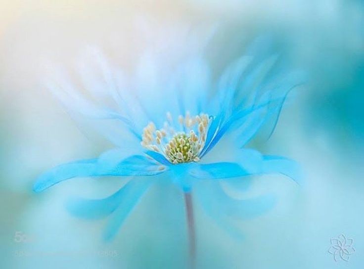 R_Ahmed32's tweet photo. Sometimes it takes only one act of kindness and caring to change a person’s life.”😊💮💮💮
–Jackie Chan.💐 
#Flowers #quote https://t.co/8oBibU5UU0