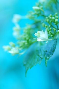 R_Ahmed32's tweet photo. Sometimes it takes only one act of kindness and caring to change a person’s life.”😊💮💮💮
–Jackie Chan.💐 
#Flowers #quote https://t.co/8oBibU5UU0