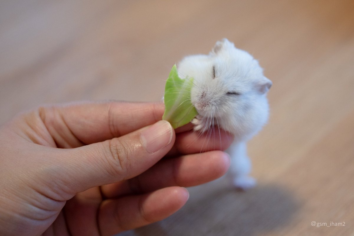 けろろん Ruua Twitter けろろん Ruua Twitter