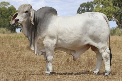 struanp's tweet photo. Lot 5. NCC Zorro knocked down to Elrose Brahman Stud for $200,000 at the NCC Brahmans Genetics Sale, QLD. https://t.co/8LUwxkz9tZ