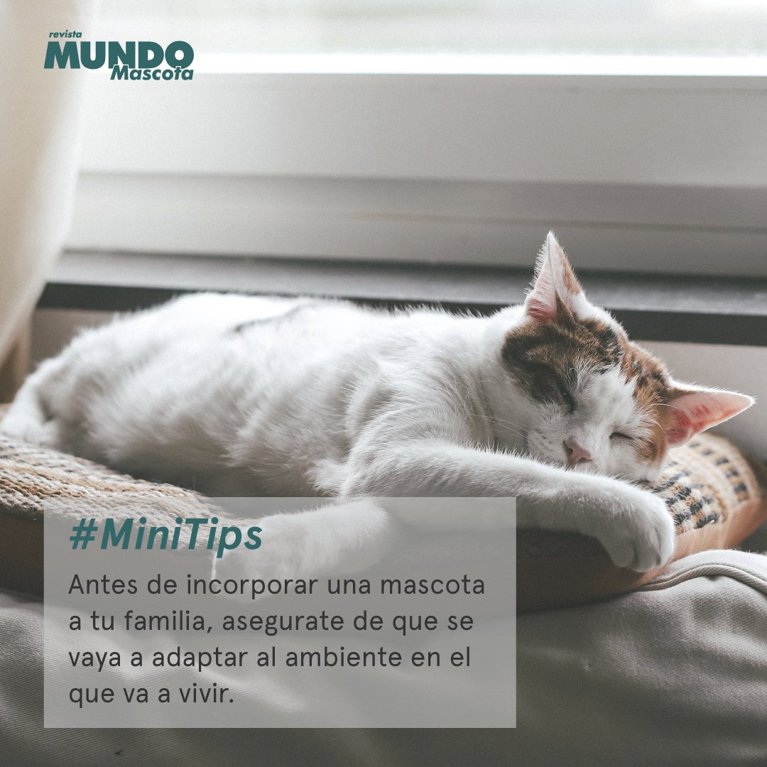 MundoMascota4's tweet image. #MiniTips 🐾
Algunas mascotas son más felices en espacios chicos, otras necesitan mucho espacio para correr y jugar. Asegurate de que tu hogar sea también el indicado para tu mascota.🏠

mundomascota.com.ar