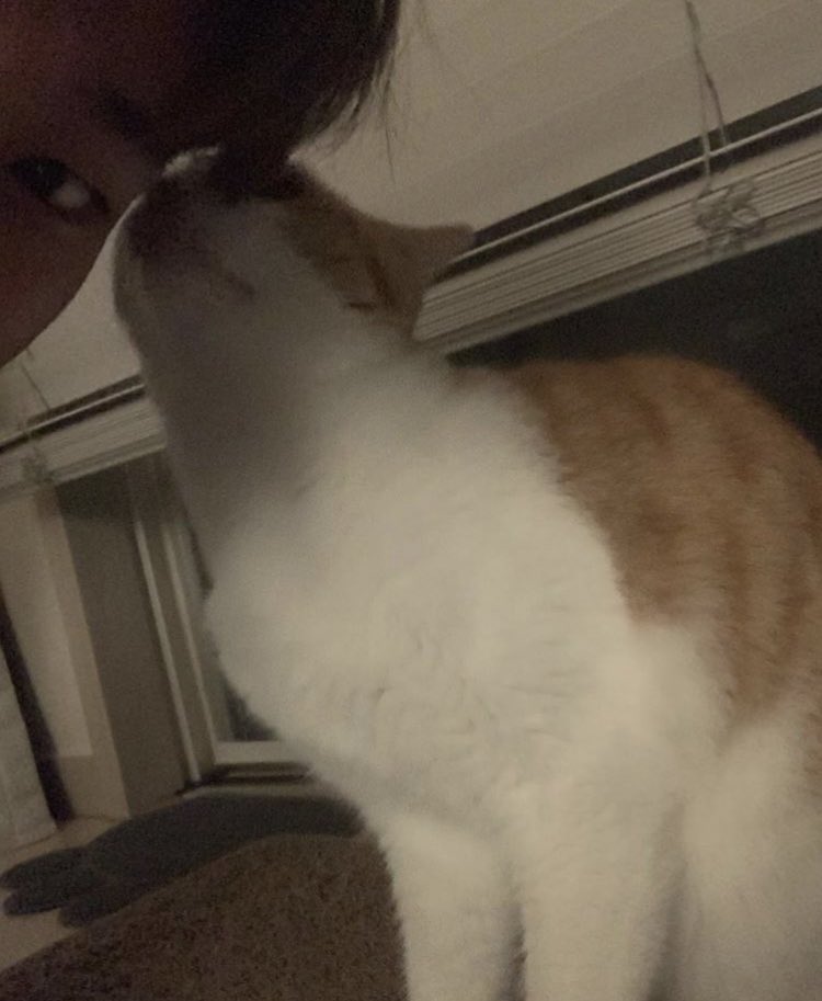 🐈