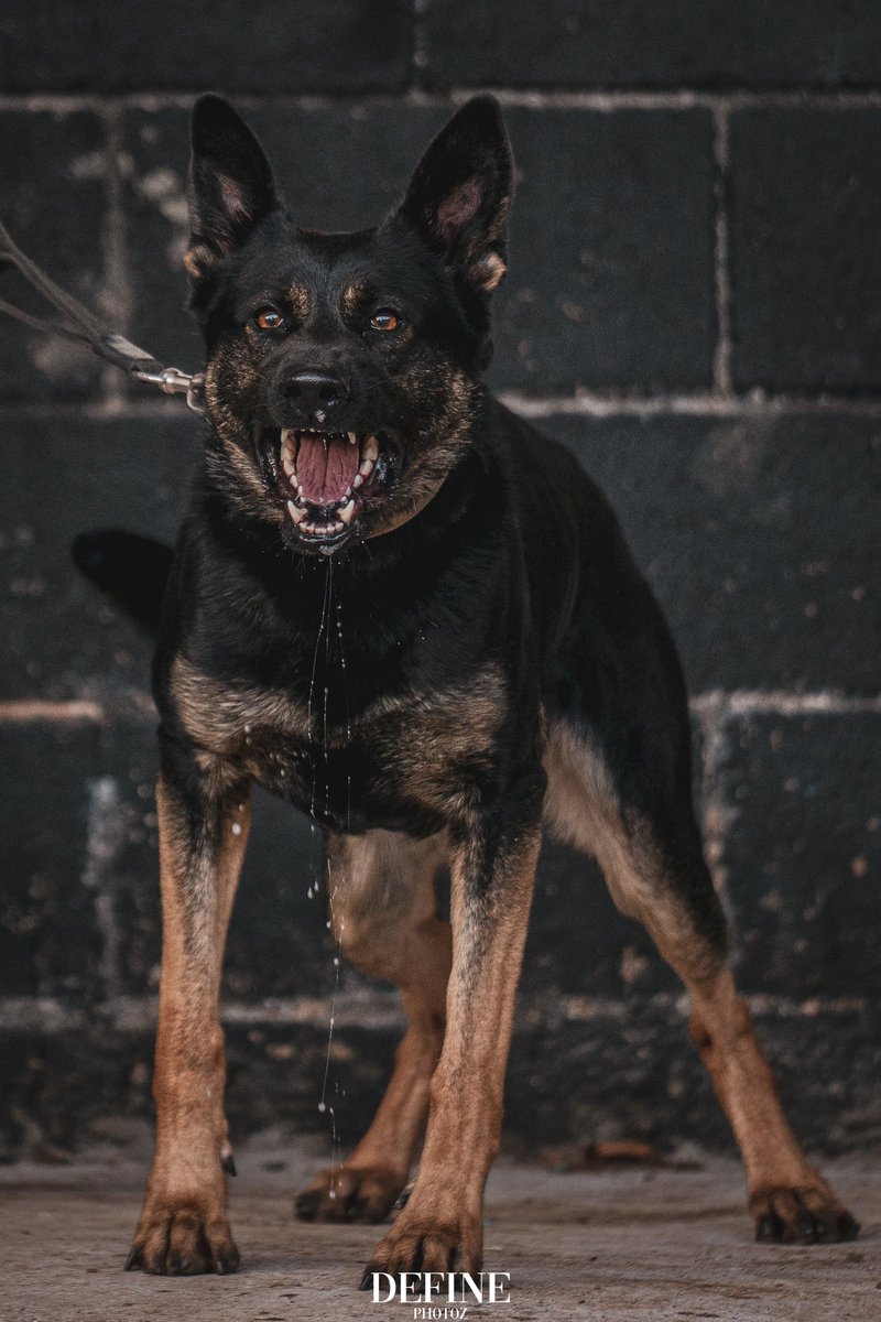 K9_Handler_13's tweet photo. When the girl is on target 

#DayOfTheGirl #security #dogunit #dogsoftwitter #DutchHerder #BelgianMalionis #GermanShepherd https://t.co/SiWPUbSV15