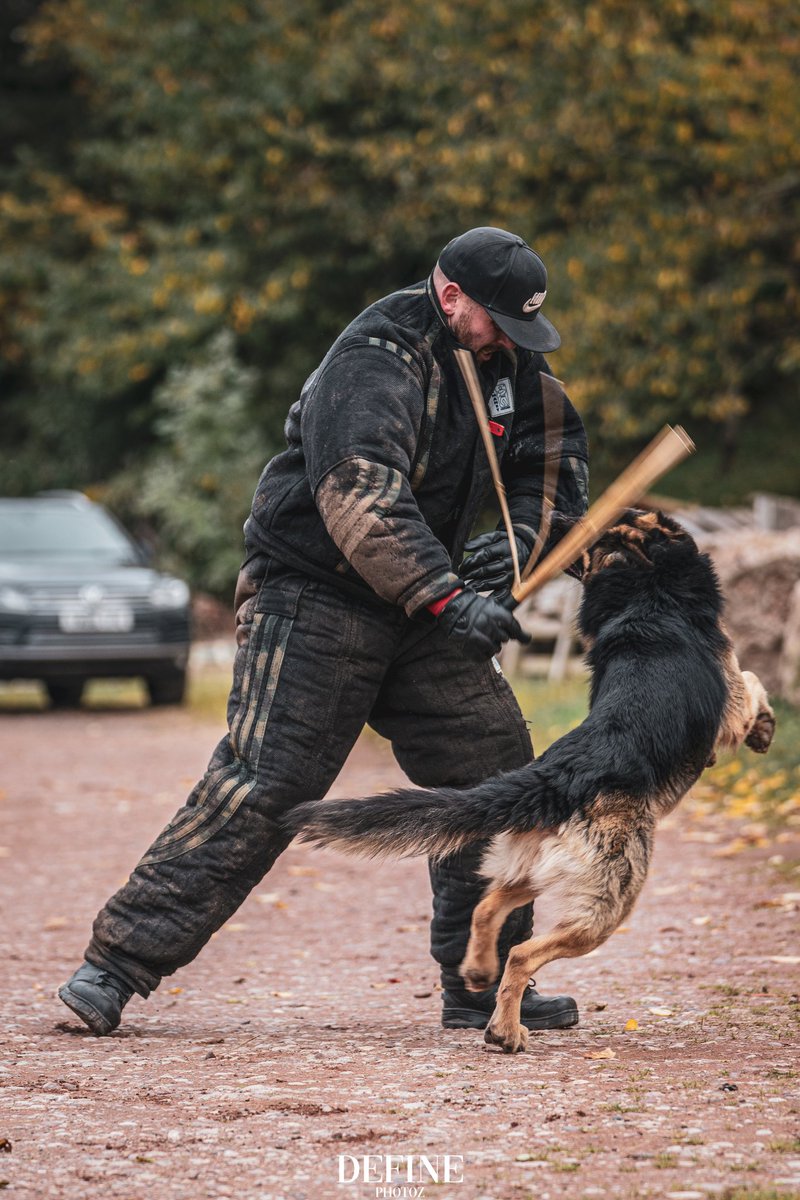 K9_Handler_13's tweet photo. My main boy 

#GermanShepherd #security #dogsoftwitter #dogunit https://t.co/Wby14kAPrO