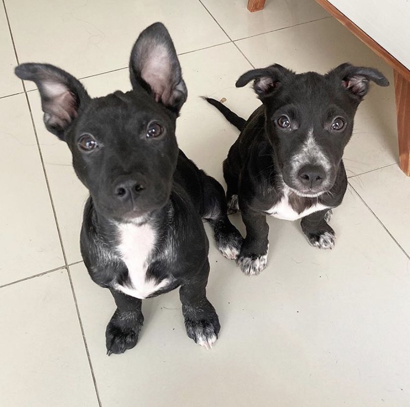 candepp12's tweet photo. POR FAVOR DIFUNDIR!🙏🏼 necesitamos encontrarles un hogar, en donde puedan vivir juntos y se los trate con cariño y amor♥️ cualquier duda a @VickoTorre  o al instagram de SumateASalvar https://t.co/Cj4rlUP8jG