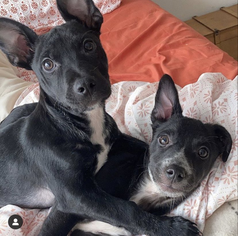 candepp12's tweet photo. POR FAVOR DIFUNDIR!🙏🏼 necesitamos encontrarles un hogar, en donde puedan vivir juntos y se los trate con cariño y amor♥️ cualquier duda a @VickoTorre  o al instagram de SumateASalvar https://t.co/Cj4rlUP8jG