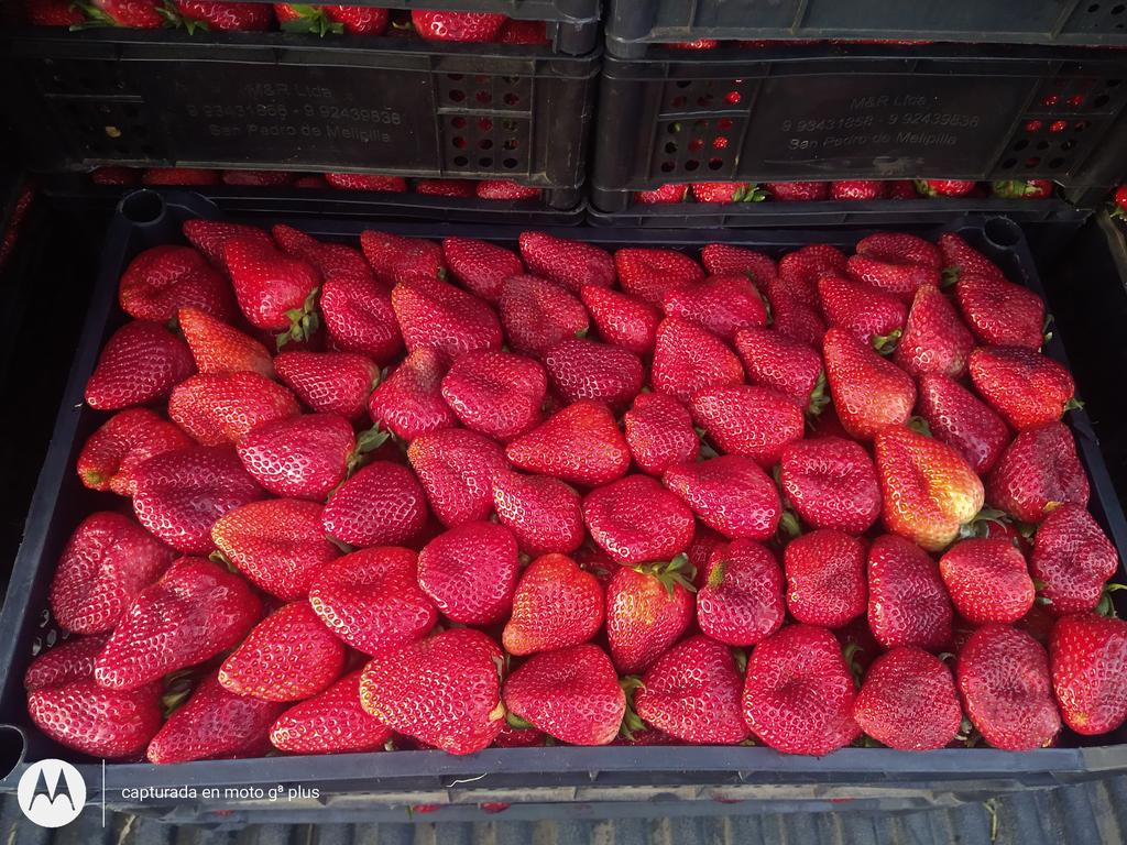membriidiego1's tweet photo. Comenzando la semana a full 🍓🍓🍓🍓 https://t.co/xNwYHQYt60