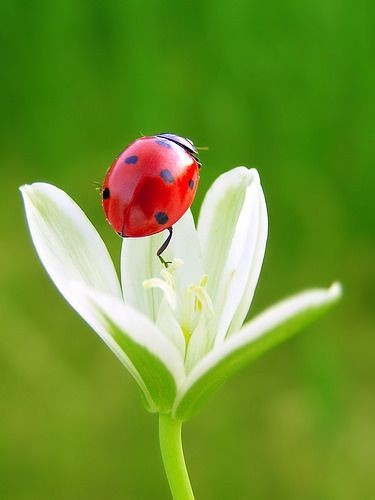 R_Ahmed32's tweet photo. Beauty of nature.🌸🌸🐞🐞❤❤
#NaturePhotography #nature #Flowers https://t.co/2iblL3mXGa