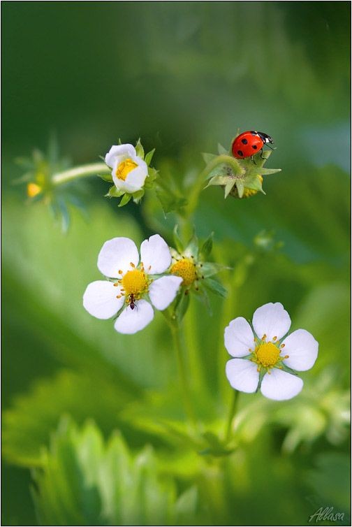 R_Ahmed32's tweet photo. Beauty of nature.🌸🌸🐞🐞❤❤
#NaturePhotography #nature #Flowers https://t.co/2iblL3mXGa