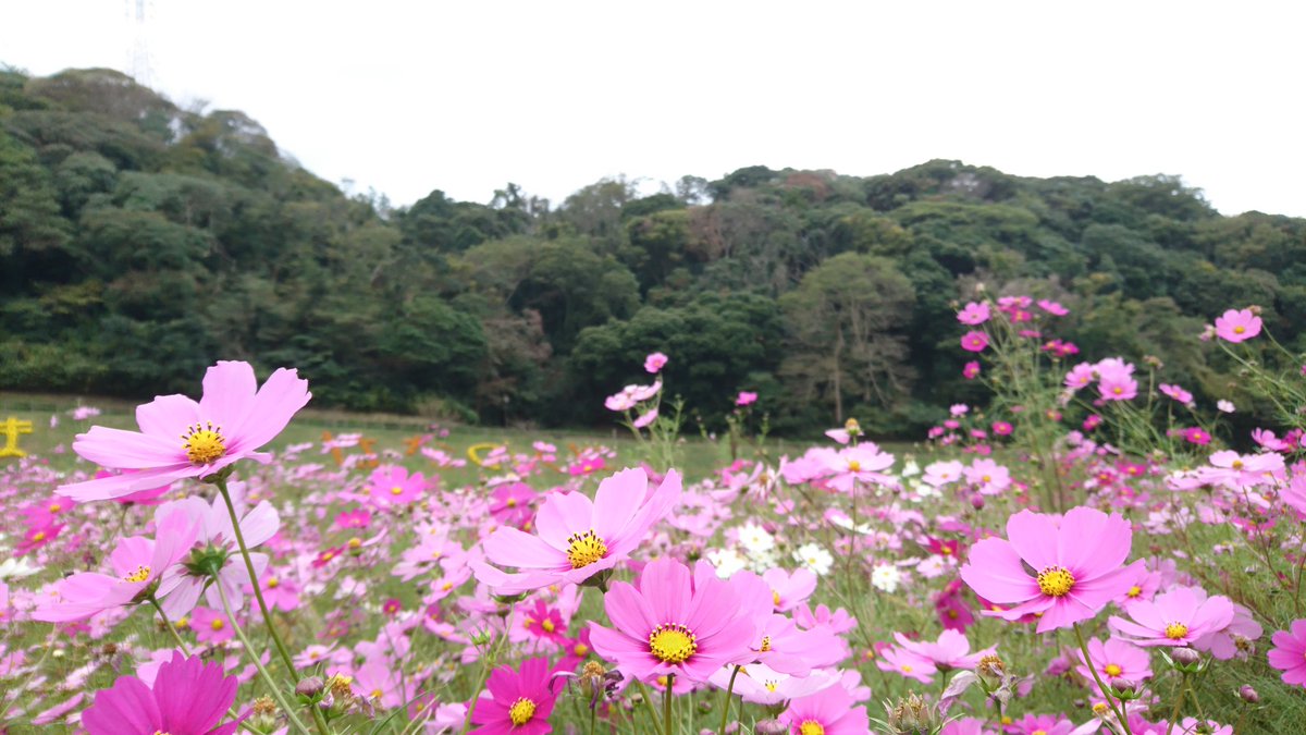 くろねこカイト くりはま花の国 のコスモス 曇り 神奈川県横須賀市 くりはま花の国 秋桜 コスモス コスモス畑 こすもす はなまっぷ ザ花部 花フレンド 風景 風景写真 花のある風景 写活 秋 Autumn 神奈川 横須賀 写真で伝えたい私