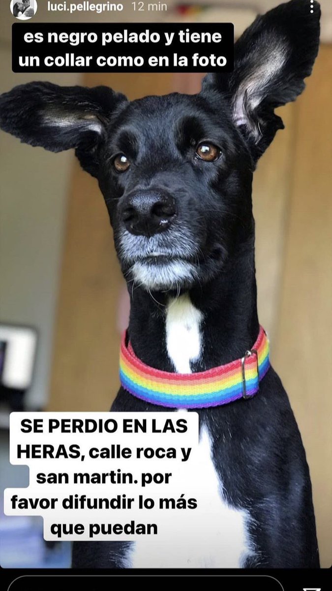 marr_pellegrino's tweet photo. Por favor compartan, no sabe andar por la calle. Lo atropellaron y salió corriendo https://t.co/6owaPM0uIh