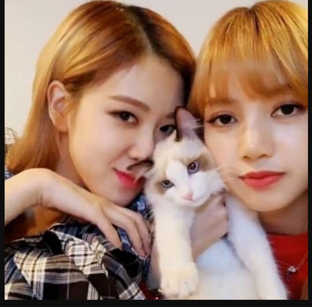 Dear Lilies, Fansés, Rosenators.Pls stop fighting & dragging  #Rosé  #Lisa. What do u think they will feel when they? The docu showed us how they love, care and how they grew and mature bcoz of each other's support. If anything we should unite in supporting both. #chaelisa