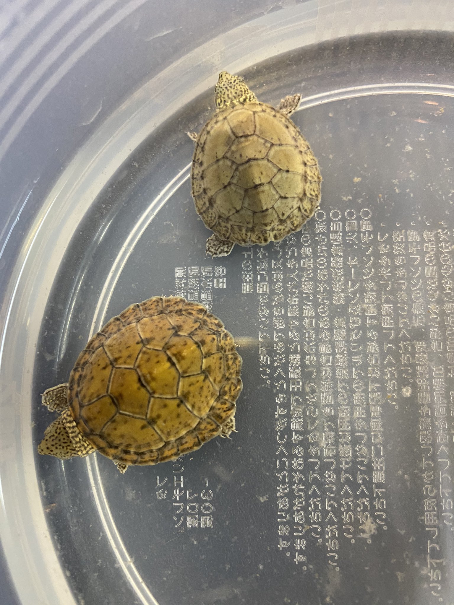 広尾の爬虫類 爬虫類関連情報配信 カメとレオパ販売中 年自家繁殖のスジクビヒメニオイガメの販売を開始します 写真の2匹 12月中まで期間限定で円で販売 来年になったら値段上げます よろしければこの機会に是非 東京都渋谷区広尾で