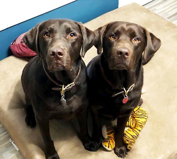 bigbarkerusa's tweet photo. Say π to Nash and Charlie! Aren't they just the sweetest sharers? π
#chocolatelablovers #chocolatelabsofinsta #chocolatelabradors #chocolatelabradoroftheday #chocolatelablove #chocolatelabsrule #chocolatelabofinstagram #bigbarker #dogbeds https://t.co/qUdWTTqMFL https://t.co/d70FEJYUw1