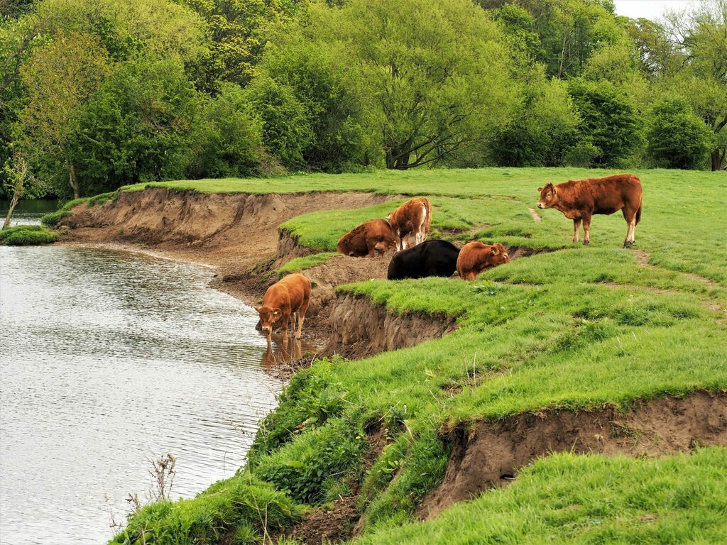 Cows drinking from the River Wharfe at Tadcaster, Yorkshire
Read more at https://t.co/aXH72nhKlY
#Yorkshire #Tadcaster #tw https://t.co/dgQ58OtJSn