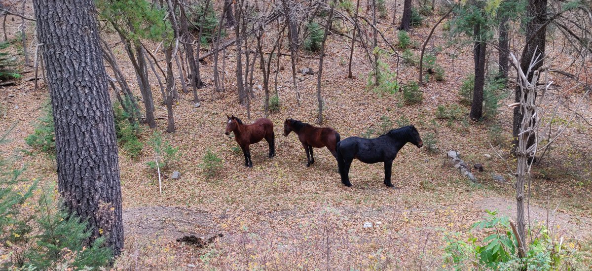 mckstaceyk's tweet photo. Wild horses! 

#newmexico #lincolnnationalforest #wildhorses #overlandingadventures #overlanding #publiclands https://t.co/4zucgnfDFQ