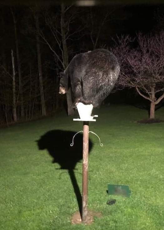 2brothersoutdoo's tweet image. Anyone know what kind of bird this is?