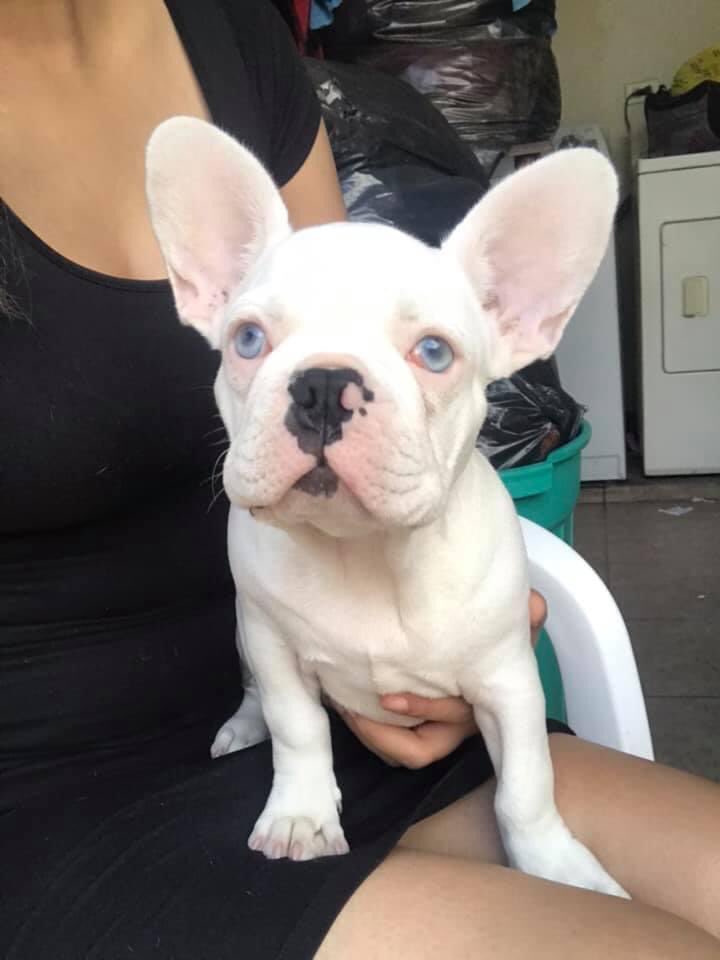 SoyDeSanNicolas's tweet photo. SE BUSCA 🚨🐶

Este Bulldog Francés fue robado de su caza en Residencial Las Puentes 😰 solicitamos su apoyo por si la ven en la calle o alguien se las ofrece, habrá recompensa @Cicmty @ComunidadMTY @Vitorr_elbomber @MtyFollow @RAMOSGPE75 @MovilidadSN https://t.co/DjDY6PUQA8