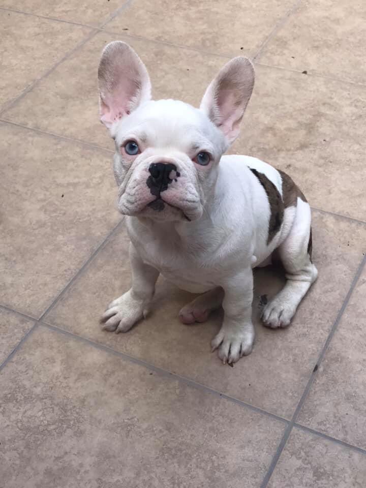 SoyDeSanNicolas's tweet photo. SE BUSCA 🚨🐶

Este Bulldog Francés fue robado de su caza en Residencial Las Puentes 😰 solicitamos su apoyo por si la ven en la calle o alguien se las ofrece, habrá recompensa @Cicmty @ComunidadMTY @Vitorr_elbomber @MtyFollow @RAMOSGPE75 @MovilidadSN https://t.co/DjDY6PUQA8