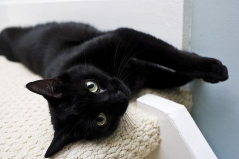 TheAffinityMag's tweet photo. It's National Black Cat day. 

Black cats are sadly more likely to be left in animal shelters, or ditched by their owners. Show these kitties some love 🖤 

And, if you have any black cats, add onto the chain! https://t.co/jTkAW9B5Kf