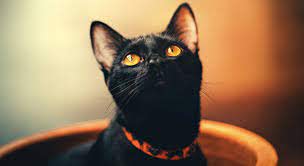 TheAffinityMag's tweet photo. It's National Black Cat day. 

Black cats are sadly more likely to be left in animal shelters, or ditched by their owners. Show these kitties some love 🖤 

And, if you have any black cats, add onto the chain! https://t.co/jTkAW9B5Kf