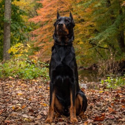 HerdingObsessed's tweet photo. #NewProfilePic #beauceron #dailydogs #mommasboy #kenaithebeauceron https://t.co/GQ89BaAvFT