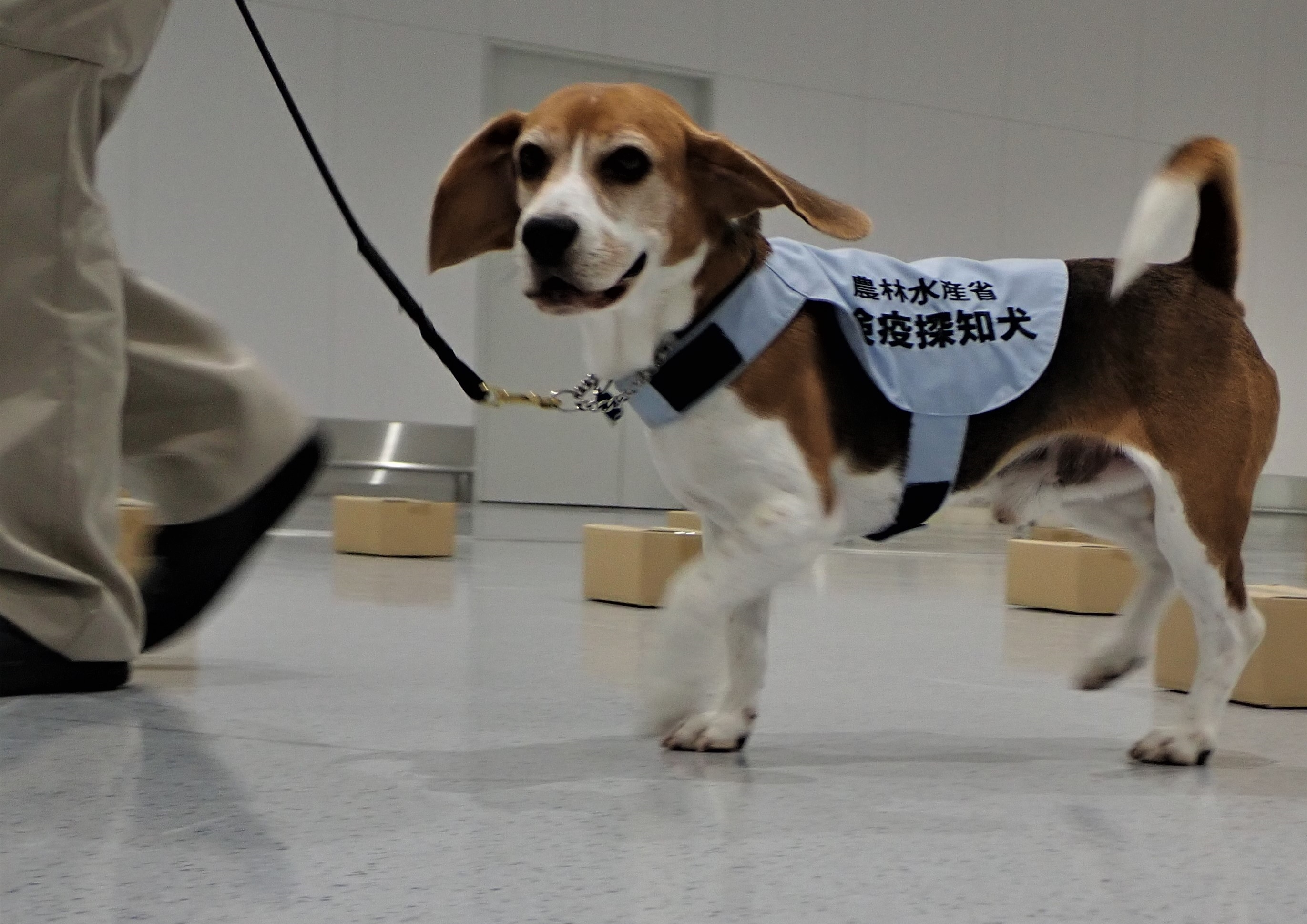 تويتر 農林水産省 على تويتر どうも 検疫探知犬 です くんくん バターと砂糖のにおい クッキーかな こっちからは 小麦粉 豚肉 キャベツのにおい さては餃子だな お座りしなきゃ 僕たちは加工品の具材だって嗅ぎ分ける事ができるんだ お肉製品は