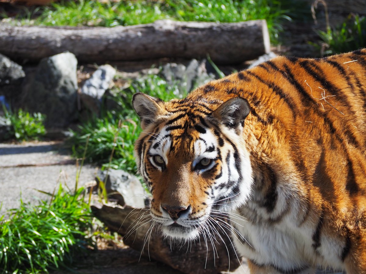 O Xrhsths 豊橋総合動植物公園 豊橋のんほいパーク Sto Twitter トラのマリン メス が工事のためしばらく見られません 豊橋総合動植物公園で飼育中のトラ マリン メス を 獣舎工事のため 一時的に移動しましたのでお知らせいたします 詳細は下記リンクより