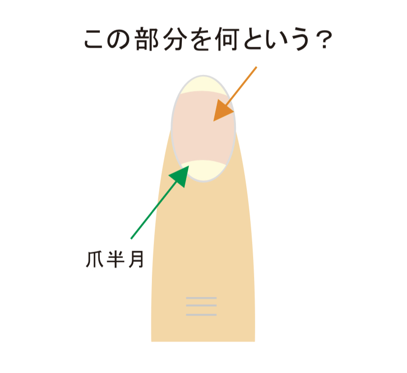 REGO34's tweet photo. 一般的に爪と呼ばれる露出している部分���す。https://t.co/kgwwkOKhdb RT＠kamegamori/きょうの毛髪科学130817/ 爪半月以外の外に出ている爪の部分は何と言うでしょうか？　①爪満月、②爪甲、③本爪。。。　#hairscience https://t.co/Zp3toyiHQF