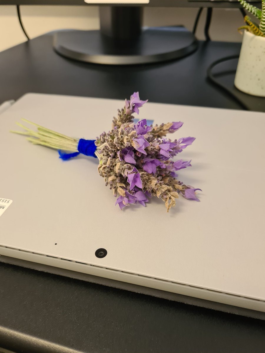 BelNorrie's tweet photo. This made my day! A small posy of lavendar from our #greengrove school garden, delivered by two Yr 5 students. Just because! #itsthesmallthings #knownvaluedcaredfor #notjustforstudents https://t.co/fLxLmQZTOO