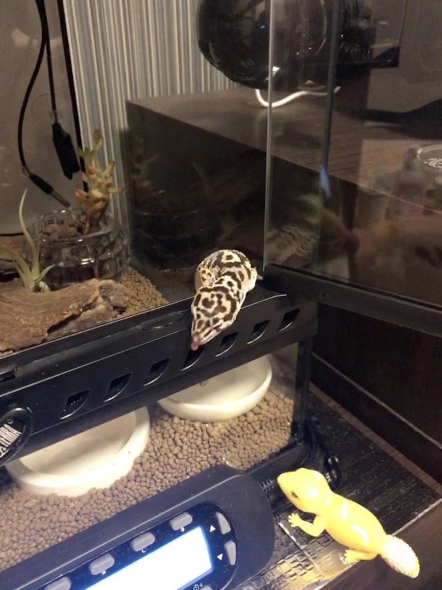 GeckoKandp's tweet photo. 餌くれアピールパンダ編

#ヒョウモントカゲモドキ #レオパードゲッコー #leopardgecko https://t.co/NIsZ9F0N3y