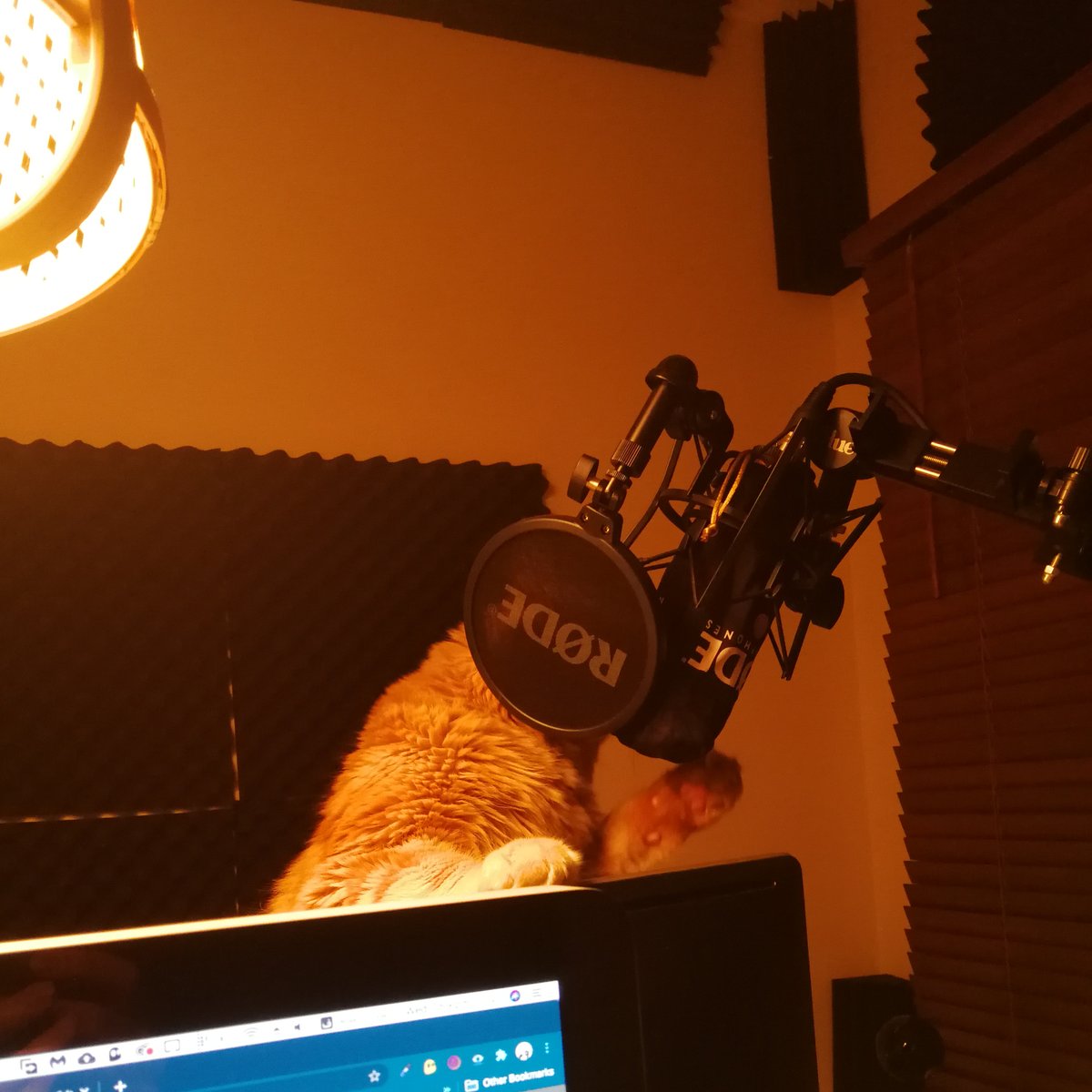 RoshanAbady's tweet photo. @rodemics Well apparently my cat has his own podcast now https://t.co/WiwsjJQz7n