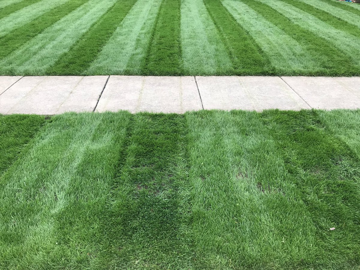 nbuttorff's tweet photo. Hi stripes 🔥🔥🔥!  I have missed you. 5 weeks post seeding, time to finish the year strong! #lawnengineer https://t.co/WNWayqxQ4p