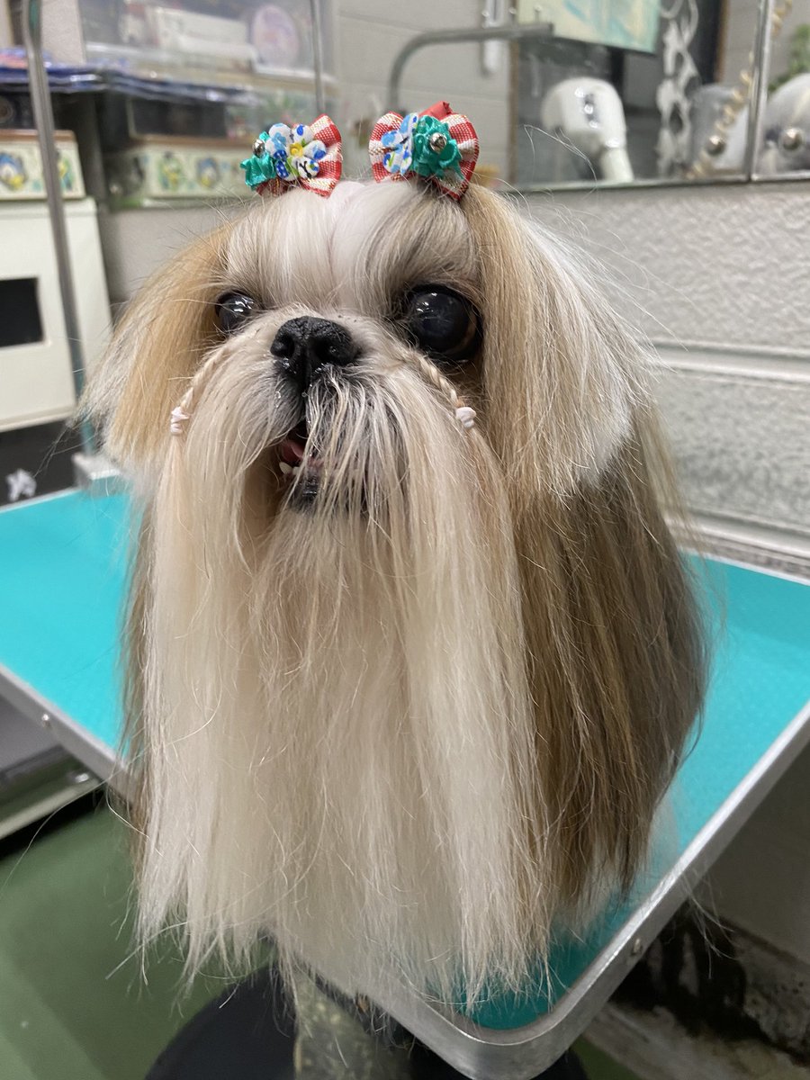 看板犬ジョルぼん No Twitter ベリーちゃん お泊りの後 お変わりなかった様で 良かったです W 久しぶりだったけど リラックスしてくれてて 嬉しかったですよ 京都 シーズー シーズー犬 トリミング ロン毛 ドッグスタジオアン