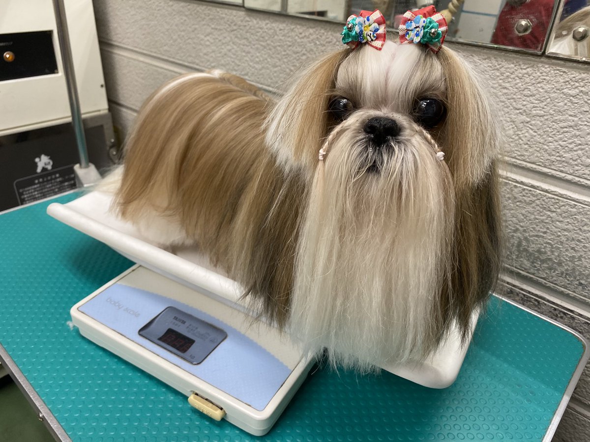 看板犬ジョルぼん No Twitter ベリーちゃん お泊りの後 お変わりなかった様で 良かったです W 久しぶりだったけど リラックスしてくれてて 嬉しかったですよ 京都 シーズー シーズー犬 トリミング ロン毛 ドッグスタジオアン