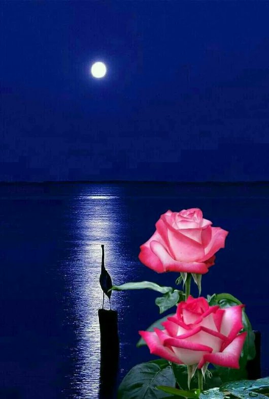 Dr. iMad د. عماد tweet media