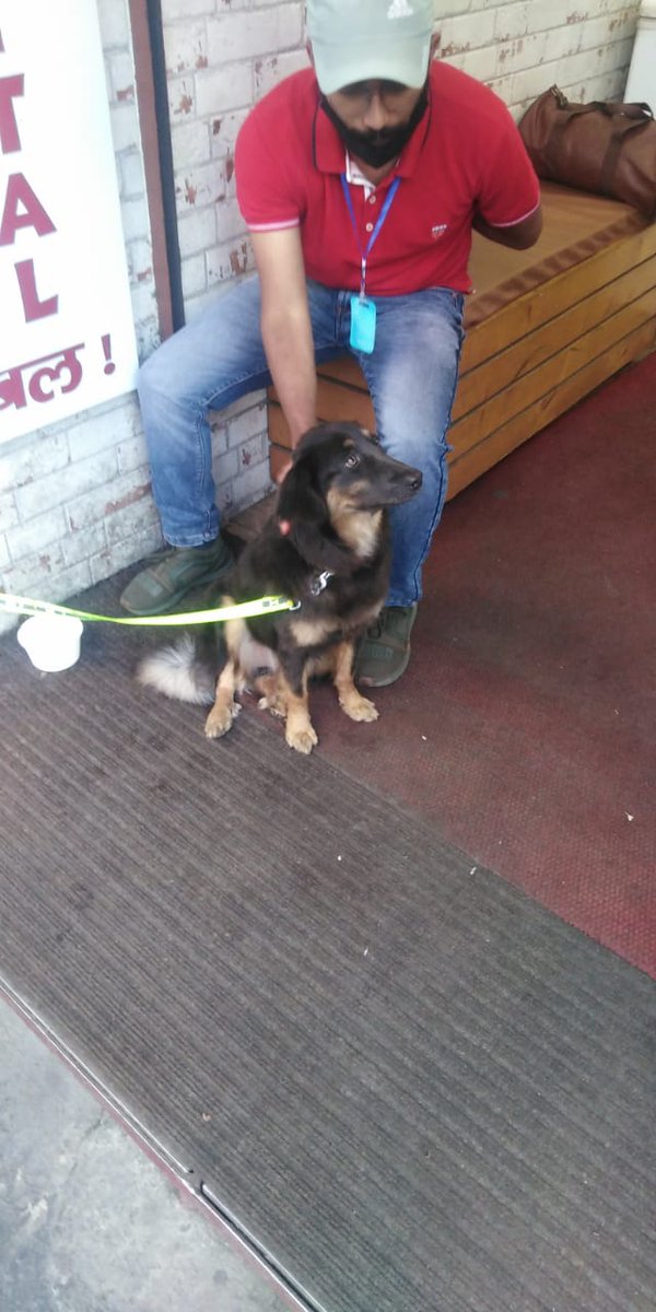 Albalaat's tweet photo. Mastiff Training!!
#Himalyanmastiff #AnupamRestaurant #Nainital
#mountains #Training https://t.co/1a0NHiGSIo