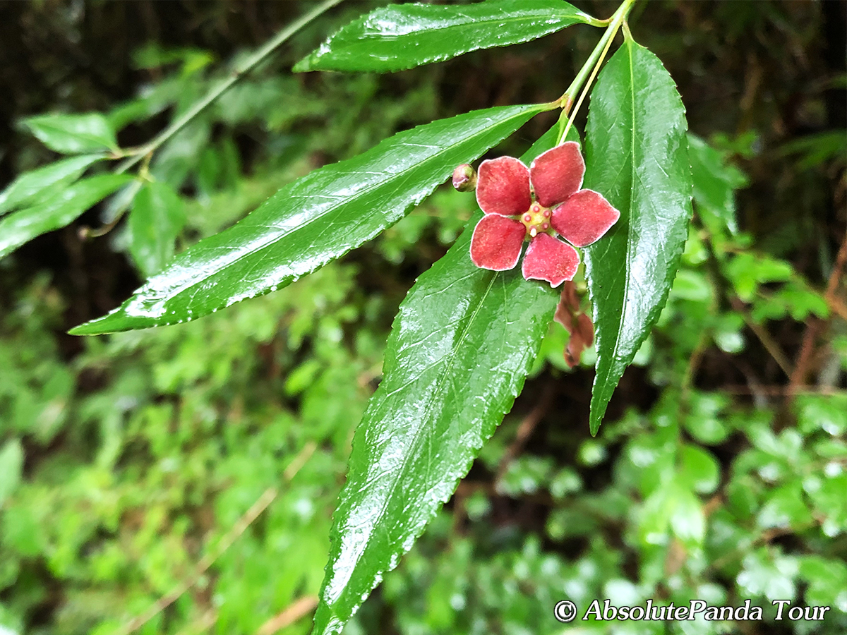 Euonymus cornutus grows at an elevation of 900m to 3,600m. It is endemic in China. It can be found in Shaanxi, Hubei, Gansu, and Sichuan of China. Flowering in May and fruit from September to October. 
#Wildflora #PandaHabitat #BalangMountain #AbsolutePanda  #角翅卫矛 #MayFlower