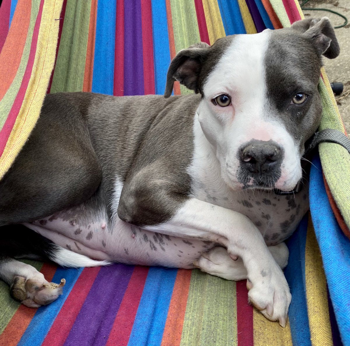 Rachel Ancona, PhD tweet media