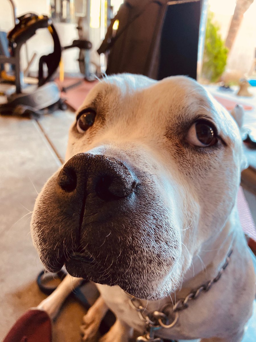 pennnelopeee's tweet photo. Anyone want this cutie bull dog!? https://t.co/bZlzYrY5QE