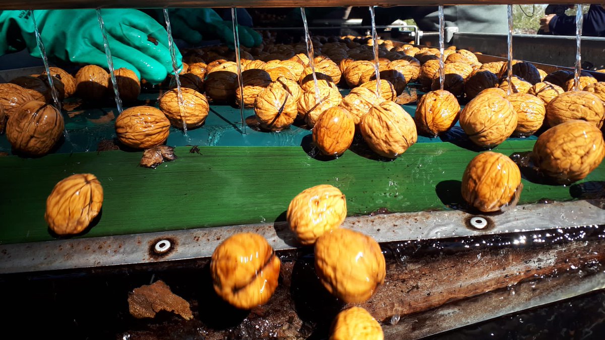 🌳🍂Ha comenzado la cosecha de las nueces y hemos visitado Finca <a href="/valonga/">Finca Valonga</a>, en Belver de Cinca,
para conocer el proceso productivo: desde el cultivo de los nogales hasta la comercialización del producto.📺Podéis ver el reportaje el domingo (15.15h. en <a href="/aragontv/">Aragón TV</a>)📳#TemperoConecta