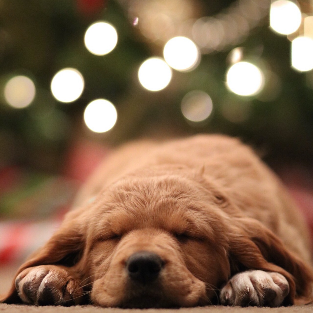 NthStonehamPark's tweet photo. Planning a house move? We've got 3 good reasons why should plan your Christmas move now to save ยฃ1000s...
https://t.co/14QE4ZyiXT
#movingnews #housemove #Christmasmove #helptobuy #stampdutyholiday #covid19 https://t.co/A8MPmOOboe