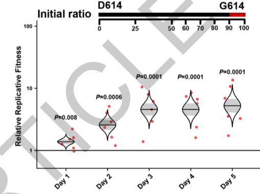 There's an interesting contrast between a small absolute difference of D vs G (Fig 1c, below left) and a striking competitive difference. When infecting cells with a 9:1 ratio of D to G, the G still rapidly takes over (Fig 3g, below right) 2/n