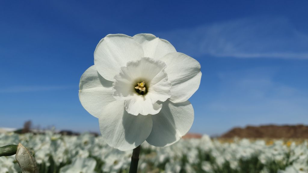 The beautiful all-white daffodil: Stainless #183varieties #narcissus #white #plantingtime #autumn #spring2021