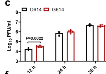 There's an interesting contrast between a small absolute difference of D vs G (Fig 1c, below left) and a striking competitive difference. When infecting cells with a 9:1 ratio of D to G, the G still rapidly takes over (Fig 3g, below right) 2/n