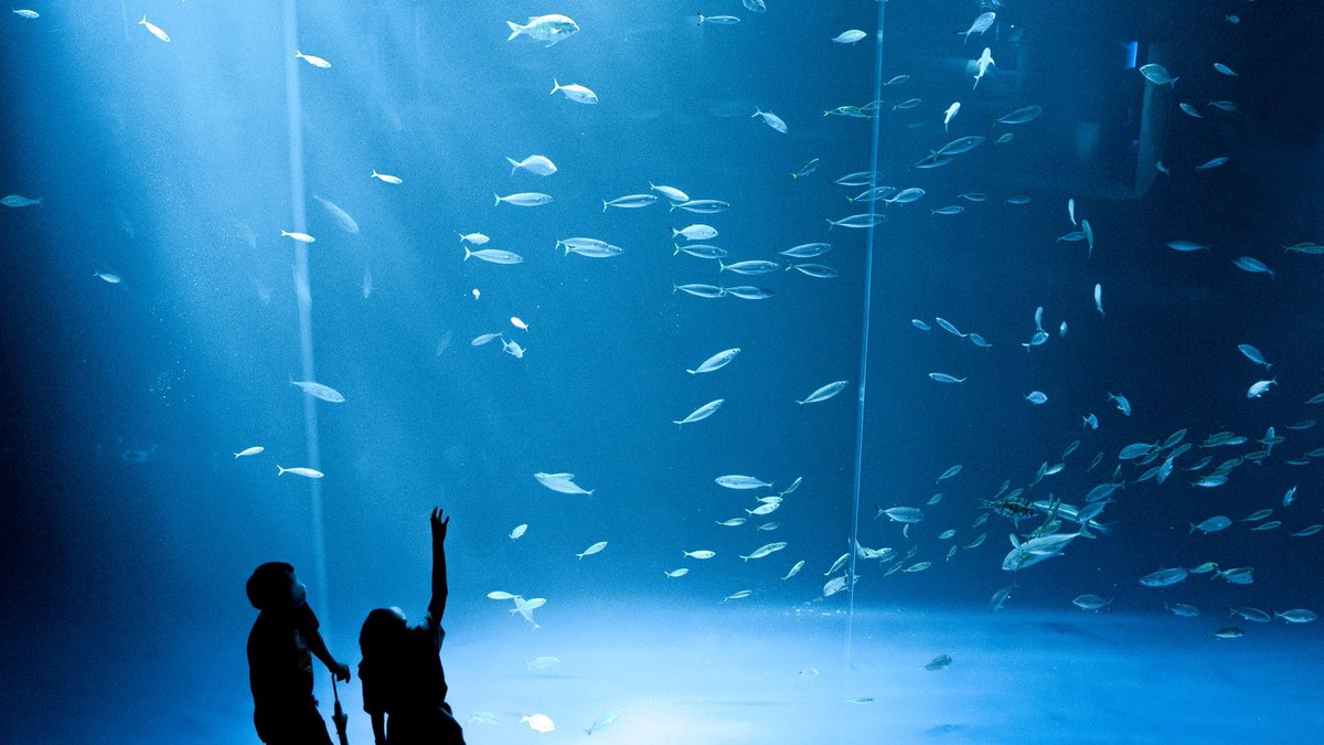 mitsuyuka_lp's tweet photo. 四国水族館の美しさを見て下さい. https://t.co/xm22i3Tu88