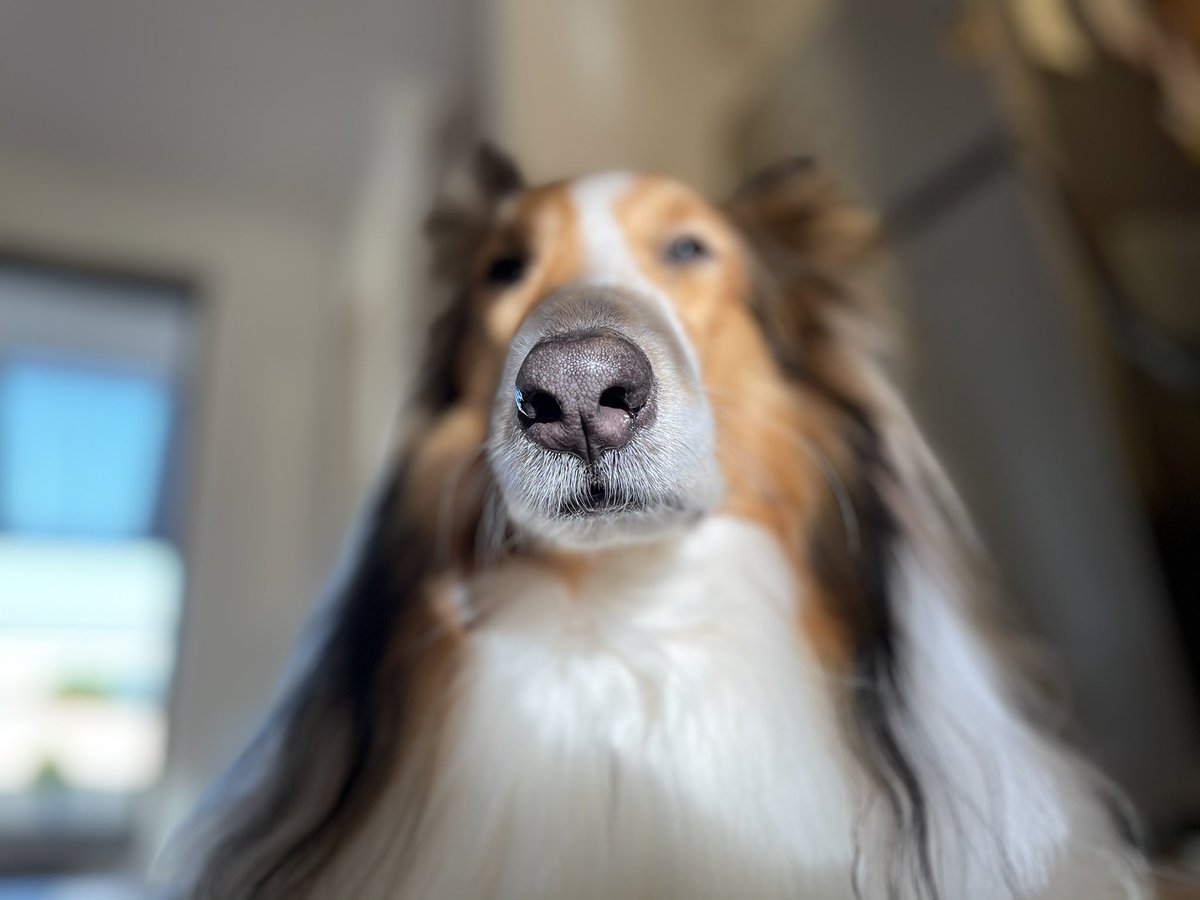 아이폰 12 인물사진 사용 후기.

주둥이가 너무 길어서 얼굴이 블러 처리 되어버린 슬픈 강아쥐.