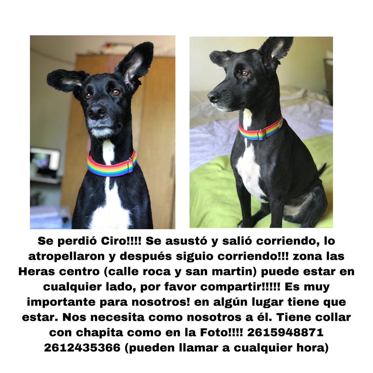 POR FAVOR COMPARTAN LO QUE MÁS PUEDAN! es lo más importante de mi vida este perro! muchas gracias!❤️🥺