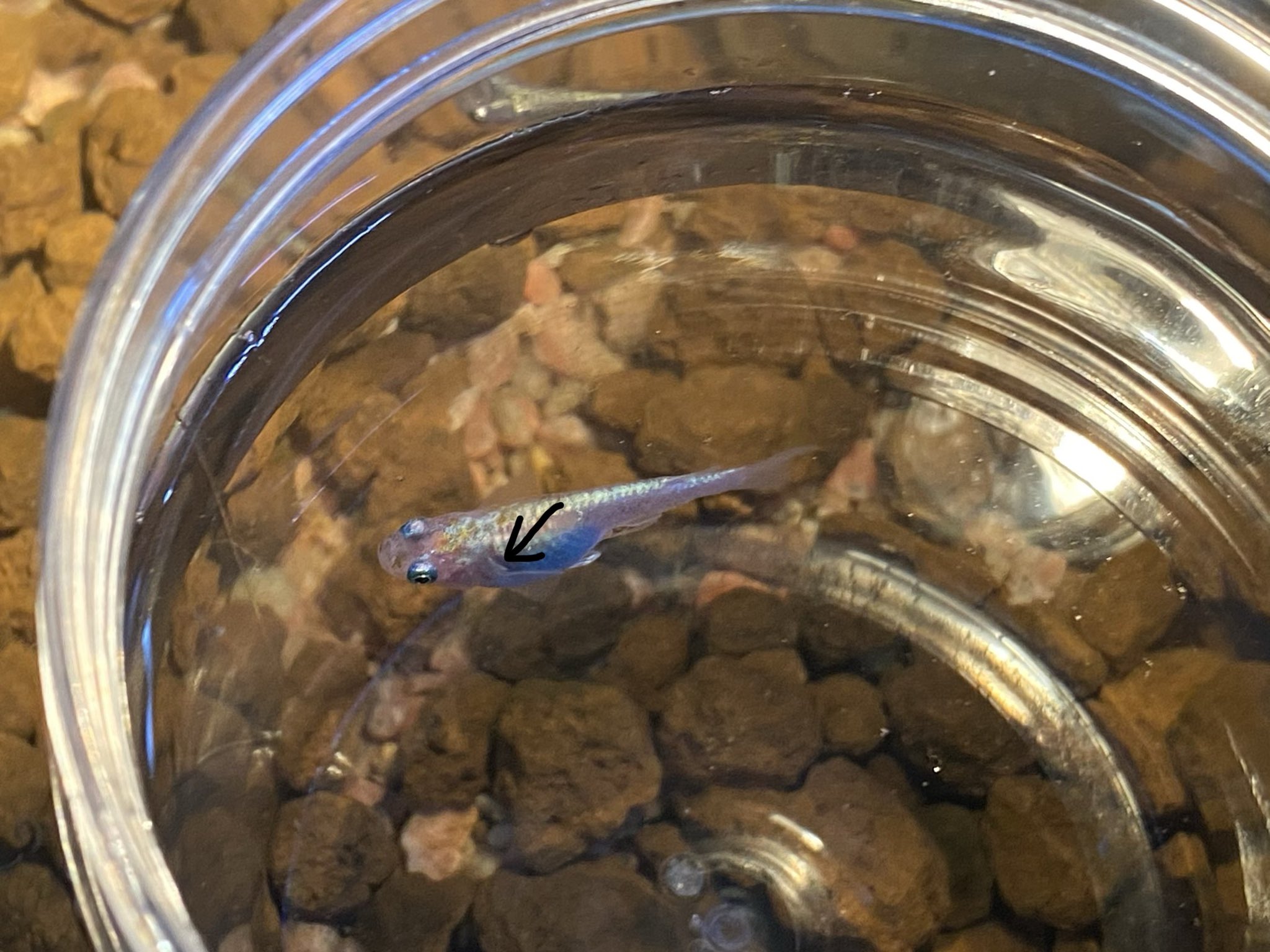 こへ ブビィ 寄生虫でしょうか スネールの卵のような半透明のコブがあり 0 5 で塩浴したところ縮んだプラナリアのような形でふらふらひっついてます メダカ アクアリウム 塩浴 寄生虫 教えてください T Co Wskostcdaf Twitter