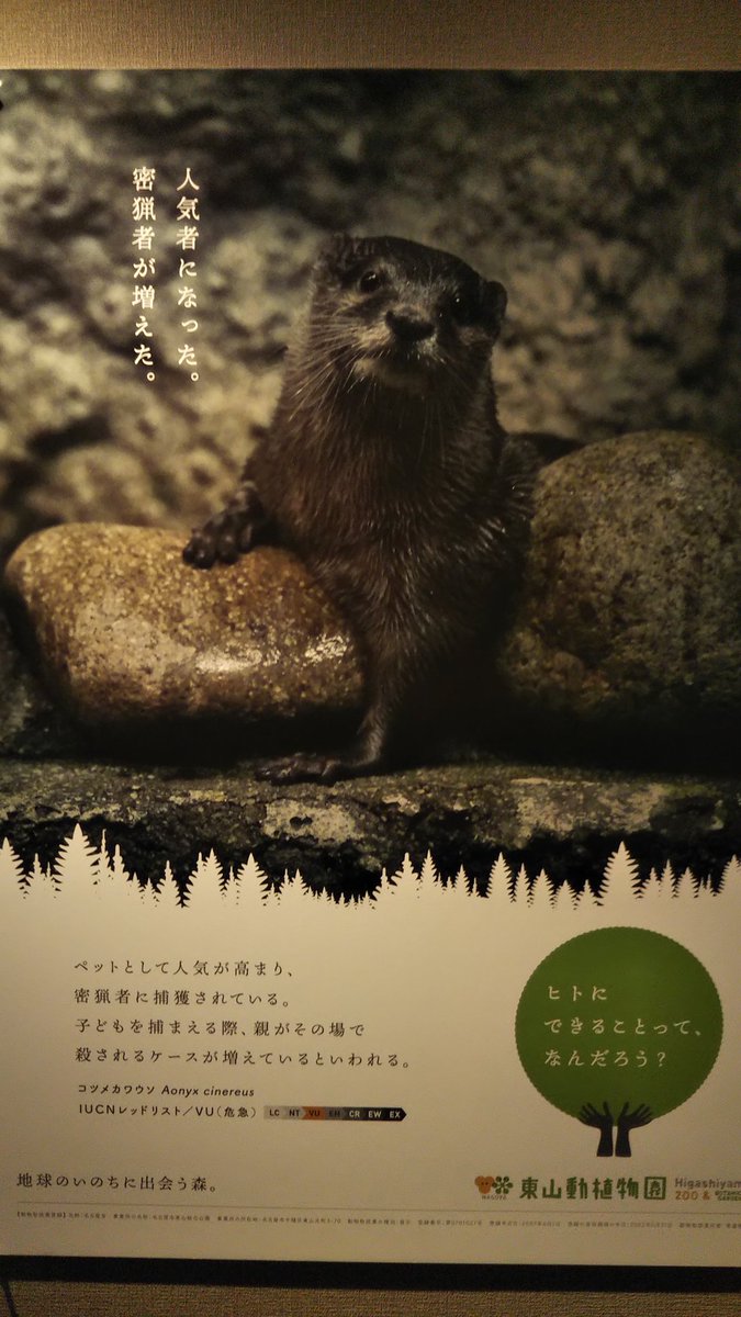 ようこ 東山動植物園の絶滅危惧種ウォークラリーに行ってきました 参加プレゼントでゴリラとチンパンジーのシールを頂きました 東山動植物園 絶滅危惧種 コツメカワウソ コアラ アジアゾウ ヒトにできること